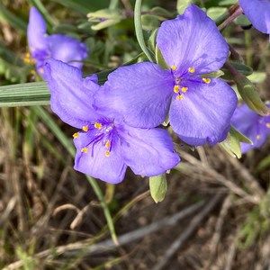 Meet your Posher, Joy